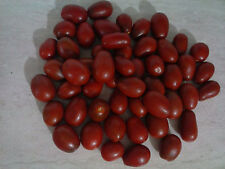 Pomodoro datterino nero usato  Tivoli