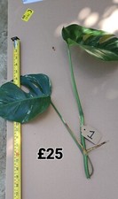 Tropical house plant for sale  LONDON
