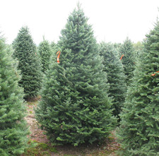 Balsam fir seeds for sale  Denver