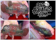 Inch kamalau live for sale  USA