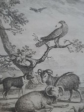 Animaux islande belier d'occasion  Pluvigner
