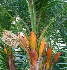 Phoenix reclinata usato  Italia