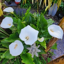 Zantedeschia aethiopica calla for sale Zantedeschia aethiopica calla for sale  ABERAERON
