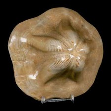 5.2 detailed fossil for sale  Post Falls