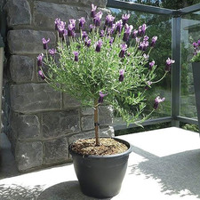 Beautiful french lavender for sale  KEIGHLEY