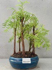 Dawn redwood group for sale  LUTTERWORTH
