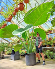 Używany, Leucocasia gigantea 'Thai Giant' 🌱 - 20-40 cm Żywa roślina na sprzedaż  Wysyłka do Poland