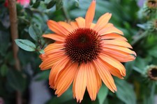 Echinacea orange sunset for sale Echinacea orange sunset for sale  NOTTINGHAM