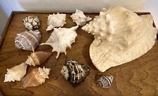 Seashell collection lot for sale  Cabot