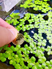 200 giant duckweed for sale  Blue Bell