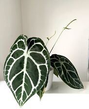 Anthurium self seedling for sale  Saint Louis