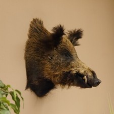 Wildschwein europäische keile gebraucht kaufen  Nagel