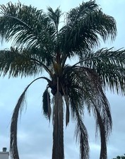 Fresh queen palm for sale  New Smyrna Beach