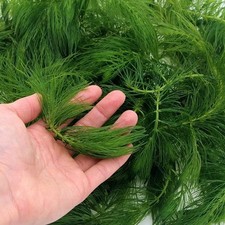 Hornwort aquarium aquatic for sale  FELTHAM