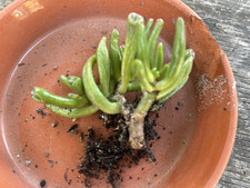 Crassula gollum geldbaum gebraucht kaufen  Gernsbach