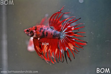 Live betta male for sale  Miami