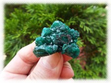 Dioptase crystal cluster for sale  Knoxville