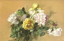 Lily atkinson chicago for sale  American Canyon