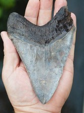 Real megalodon shark for sale  UK