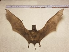 Tomops formosus männchen gebraucht kaufen  Halle