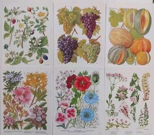 Vintage fruit flower for sale  BIRKENHEAD