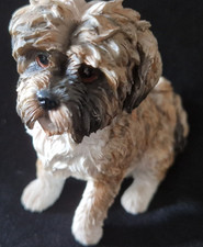 Leonardo shih tzu for sale  BICESTER