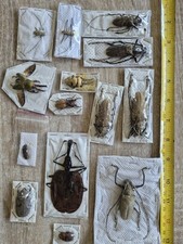 Taxidermy insect job for sale  BIRMINGHAM