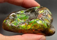 Fossil ammolite mosasaur for sale  Arlington