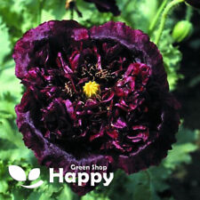 Poppy black peony for sale  DONCASTER