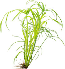 Wasserpflanze cyperus alternif gebraucht kaufen  Nettetal
