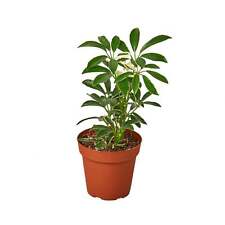 Schefflera moonlight umbrella for sale  San Marcos