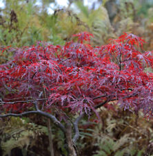 Japanischer schlitzahorn red gebraucht kaufen  Bad Zwischenahn