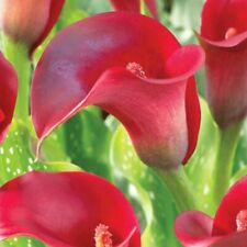 Red calla lily for sale  Marietta