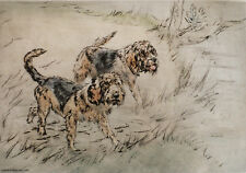 Otterhound otter hound for sale  UK