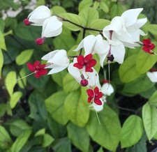 Bleeding heart clerodendrum for sale  Auburndale