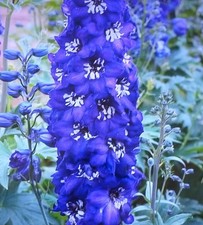delphinium plant for sale  SOUTHAMPTON