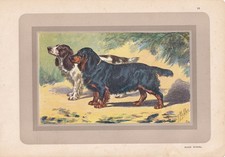 1931 cocker spaniel for sale  BIDEFORD