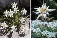 Edelweiss leontopodium alpinum for sale  BROCKENHURST