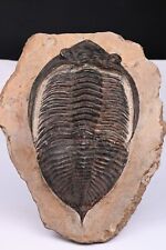 Trilobite hollardops maroc d'occasion  Forcalquier
