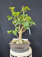 Kastanie bonsai prebonsai gebraucht kaufen  Wettstetten
