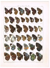 Antique print vintage for sale  Yucca Valley