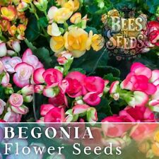 Dreamscape blend begonia for sale  Meridian