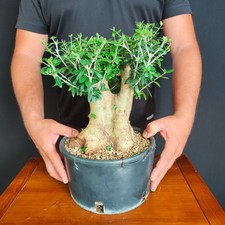 Pre bonsai shoin usato  San Pancrazio Salentino