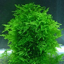 Christmas moss vesicularia for sale  HOUNSLOW
