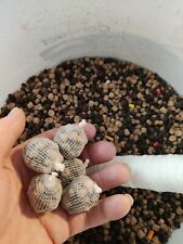 Bait balls pre for sale  CAMBORNE