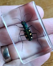 Real green beetle for sale  SOUTHEND-ON-SEA