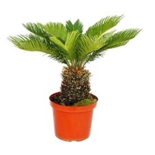 Exotenherz cycas revoluta gebraucht kaufen  Zweibrücken