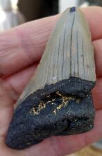 Megalodon tooth 3.33 for sale  BURGESS HILL