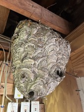 Wasp nest bees for sale  Pawtucket