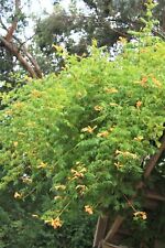 Campsis flava yellow for sale  HORSHAM
